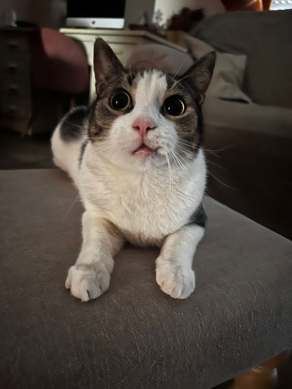 Cat sitting a domicilio