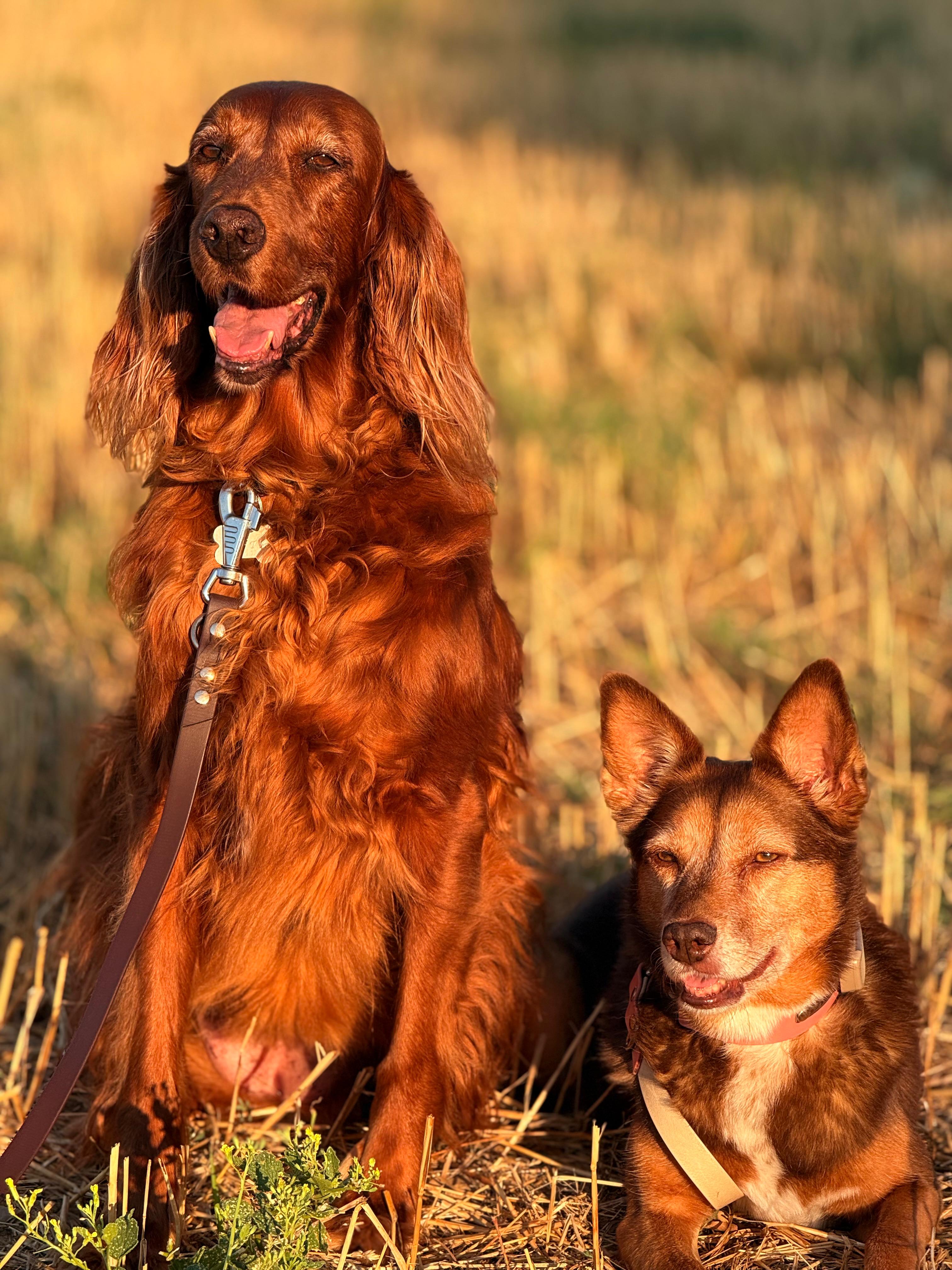 Setter irlandese e cane meticcio seduti insieme in un campo al tramonto