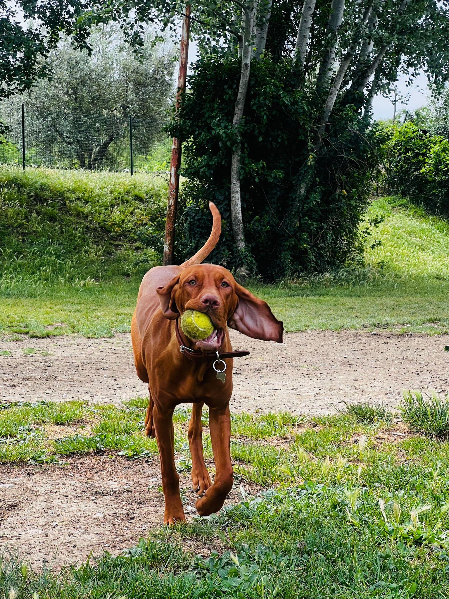 Bracco ungherese che corre con una pallina da tennis in bocca durante una passeggiata