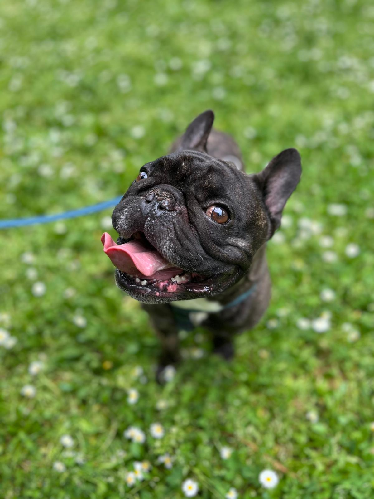 Cucciolo di bulldog francese sull'erba con la lingua di fuori
