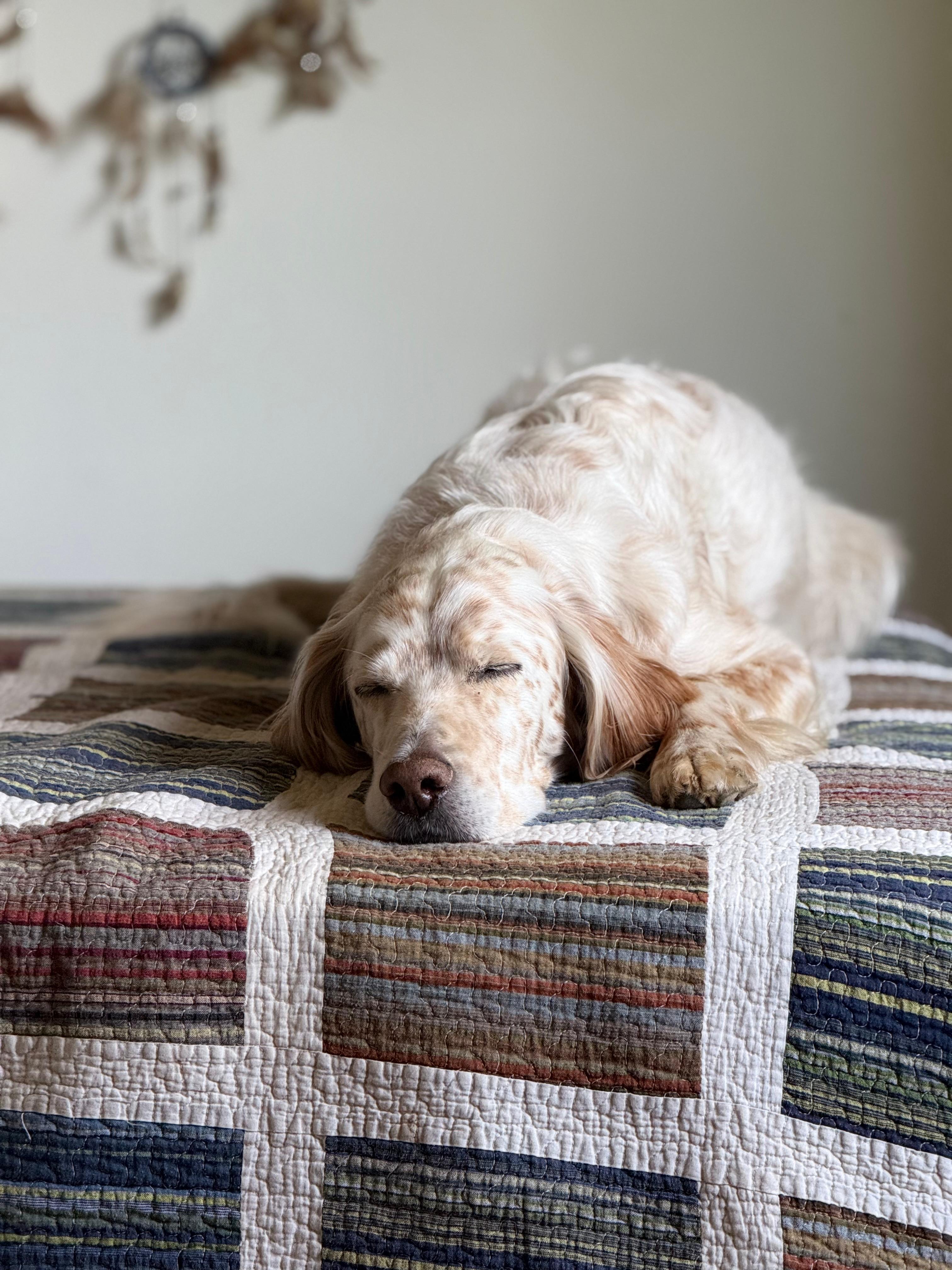 Setter inglese che dorme sereno su una trapunta