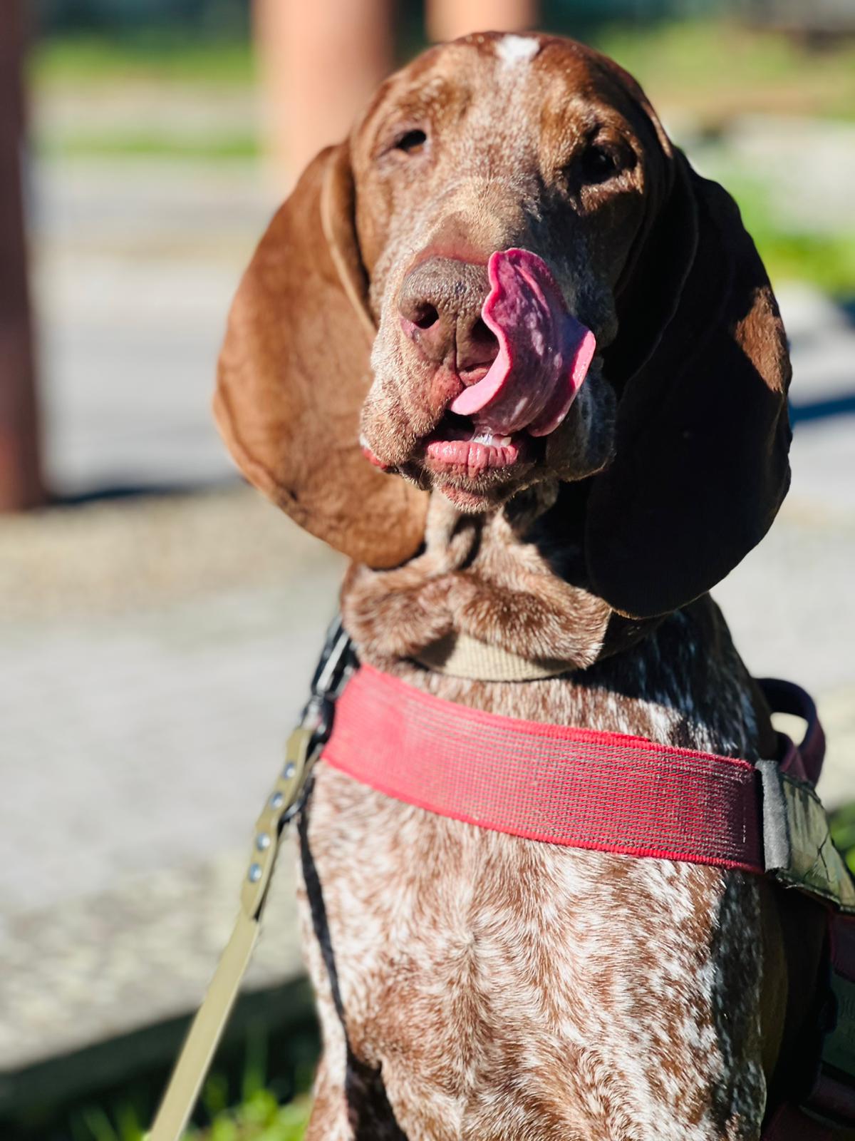 Bracco italiano ritratto da vicino mentre si lecca il naso
