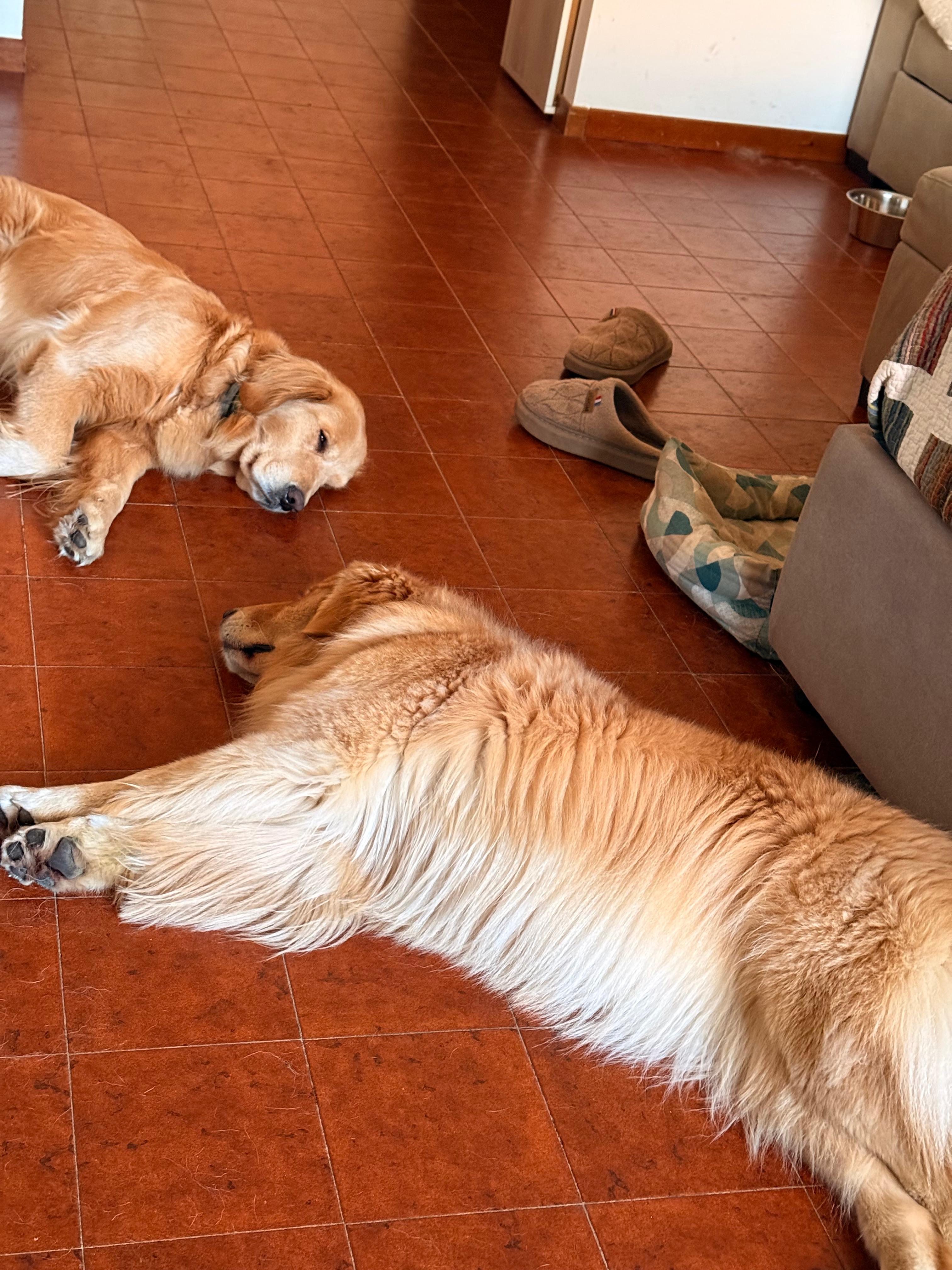 Pensione casalinga per cani